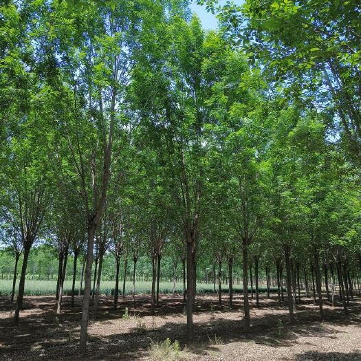 白蜡胸径15公分，15公分三年大冠白蜡出圃报价