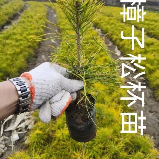 樟子松油松