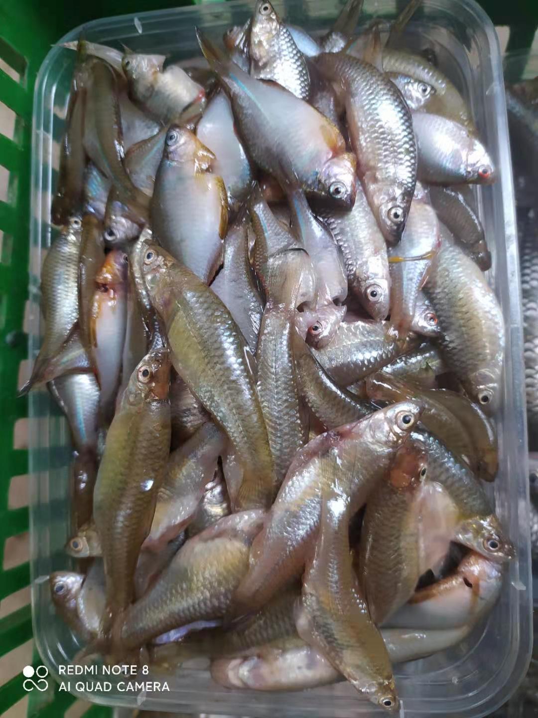 新鮮小小石魚綠豆嫩子魚麥穗魚雜魚