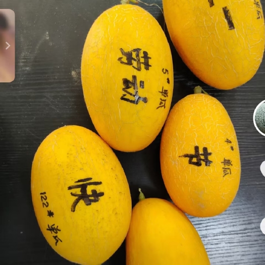 乐东县哈密瓜