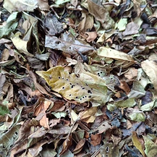 福安市茶叶白茶