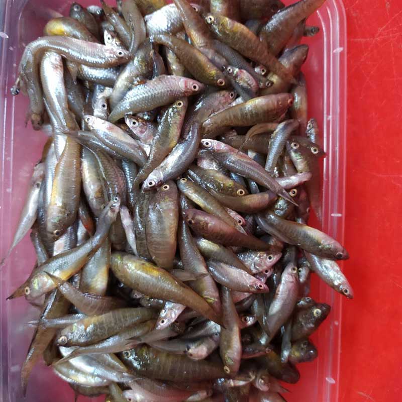 新鮮小小石魚綠豆嫩子魚麥穗魚雜魚