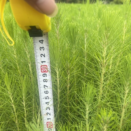 灵山县广西松树苗油松湿地松马尾松树苗轻基质营养袋苗