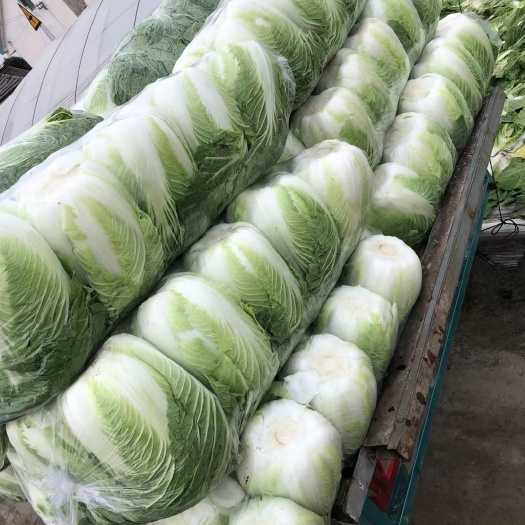 东台市黄心大白菜