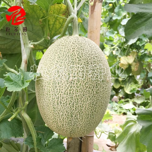 耀荣25哈密瓜种子 甜度高品质好厚皮甜瓜新疆网纹瓜种子基地种