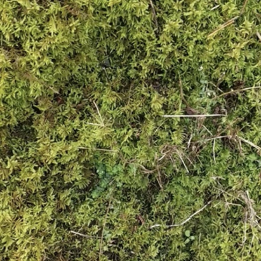 张家界苔藓