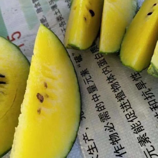 黄瓤西瓜苗 嫁接黄瓤小礼品瓜苗 小兰 黄小玉西瓜苗
