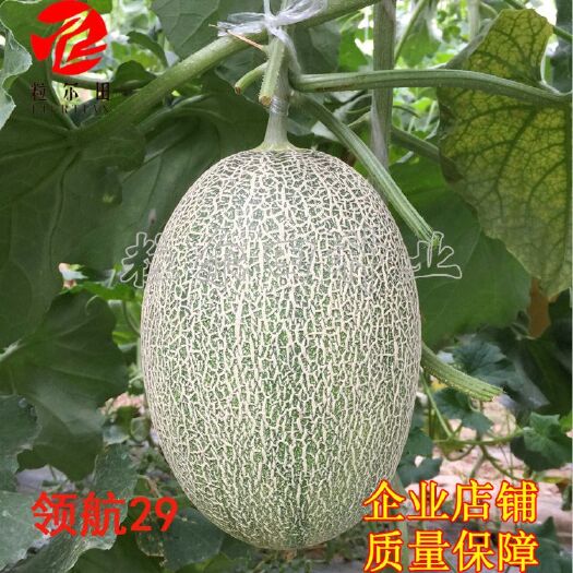 粒尔田耀荣29哈密瓜种子 厚皮网纹瓜种籽 秋季冬季大棚用