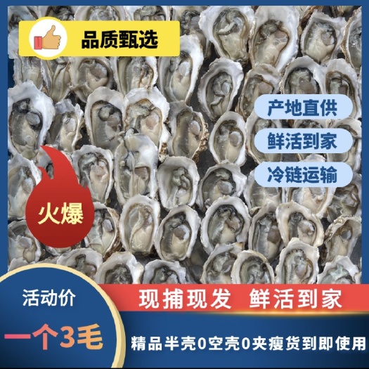 诏安县夜市摆摊福建半壳生蚝批发烧烤店整箱商用产地批发福建特大生蚝