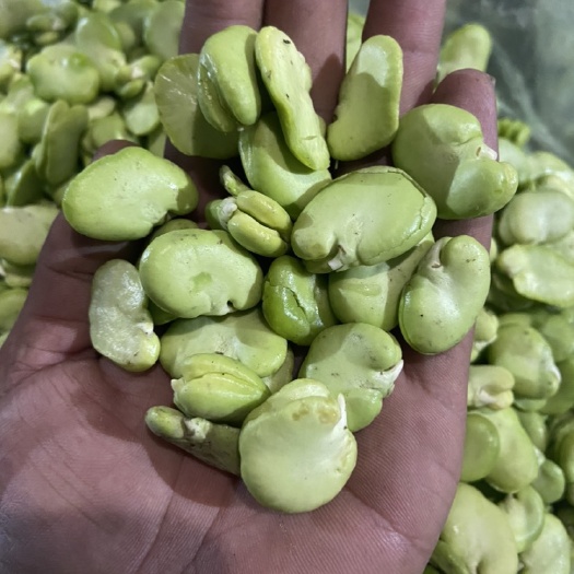 南通新鲜蚕豆瓣、豆米，现货发售，价格优势