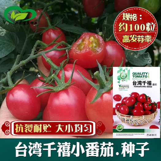千禧小柿子种子农田菜地美味红艳大小整齐耐贮抗裂小番茄籽