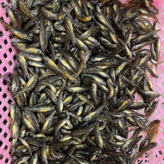 洪湖市新鲜小河鱼小石鱼绿豆嫩子鱼麦穗鱼杂鱼