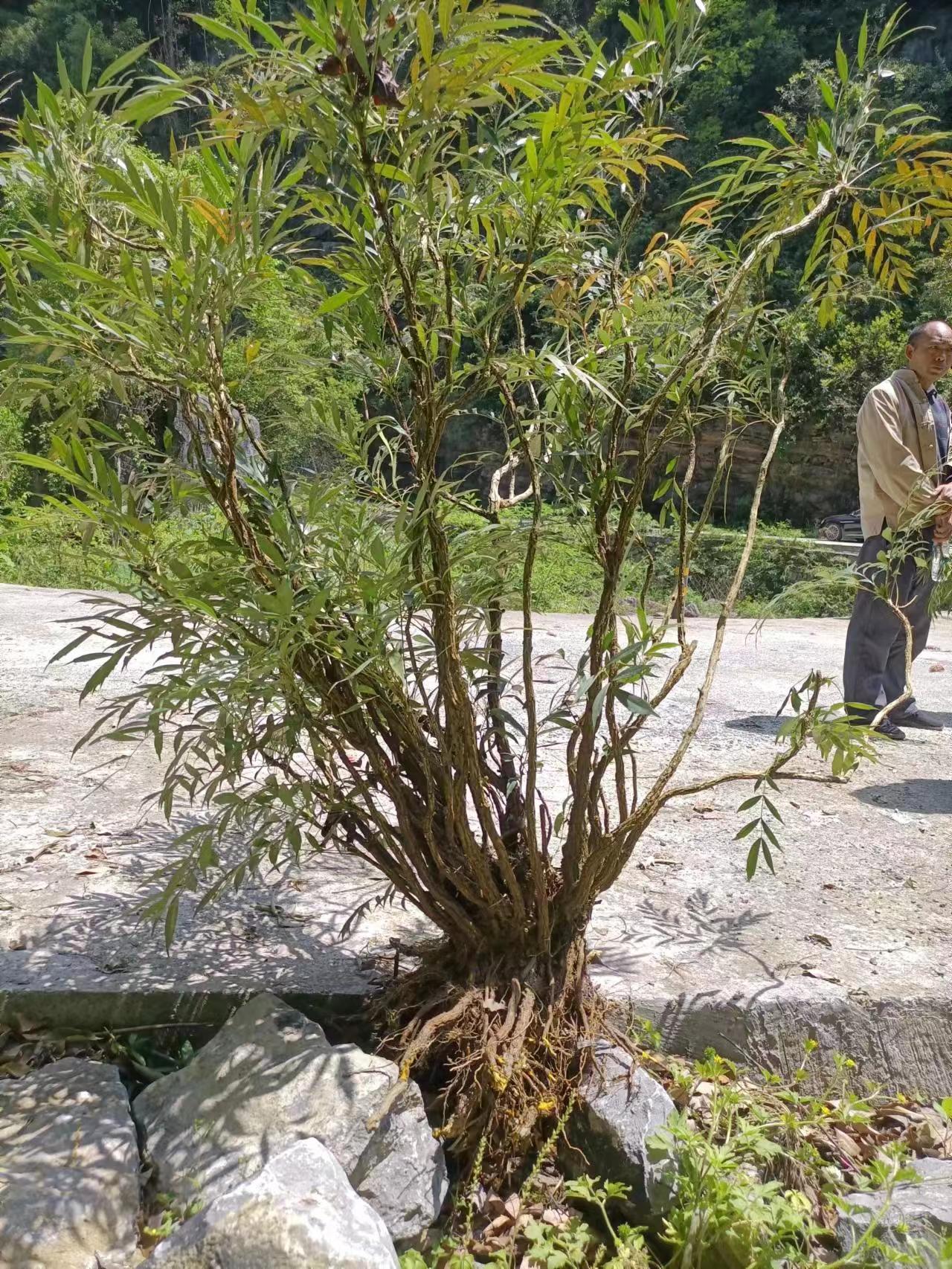 十大功劳价格图片