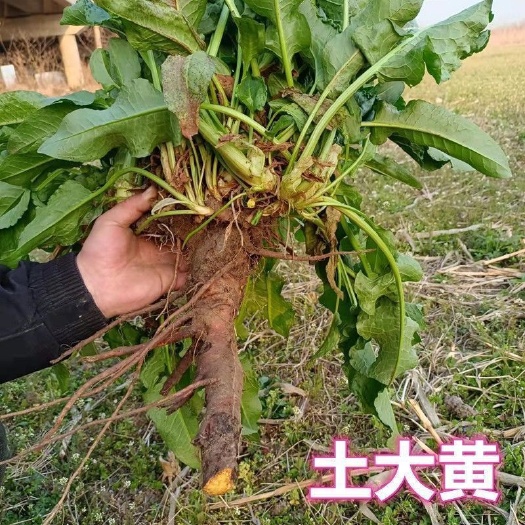 竹山县土大黄，3万斤左右，湖北省十堰市房县
