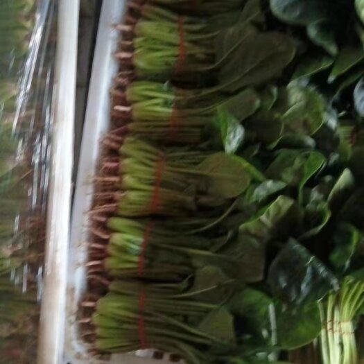 南通菠菜，奶白菜，香菜