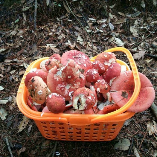 随州深山老林红葱菌