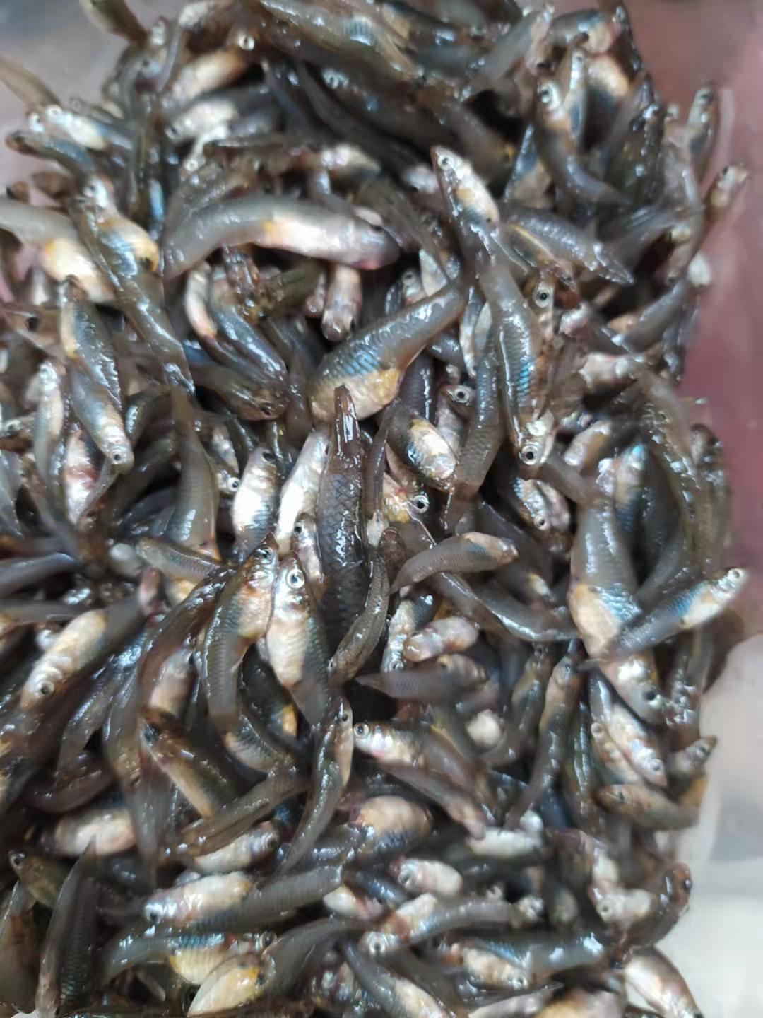 新鮮小小石魚綠豆嫩子魚麥穗魚雜魚