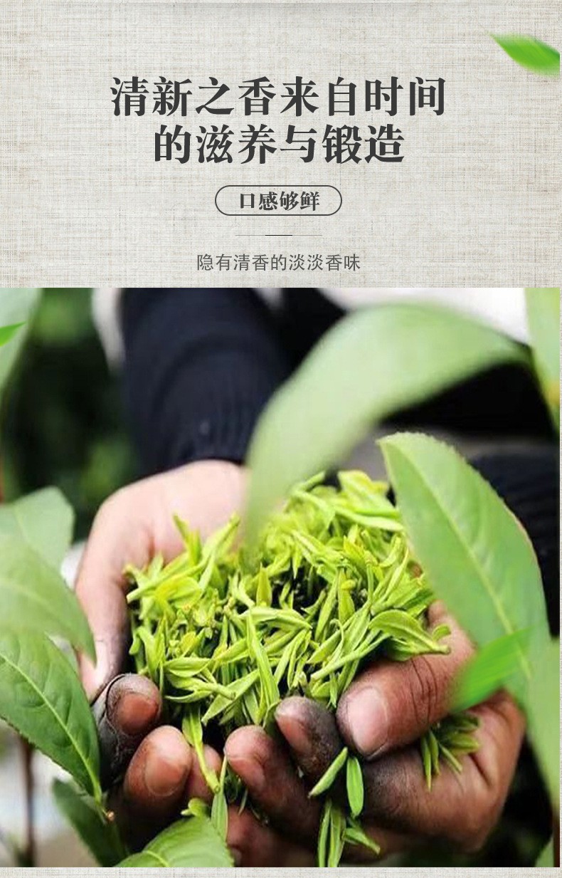 毛尖茶浓香型绿茶新茶明前头采手工炒青罐装茶叶散装批发