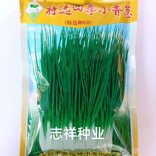 华容县深圳范记特选四季小香葱种子特选种838上海香浓小葱蔬菜种籽
