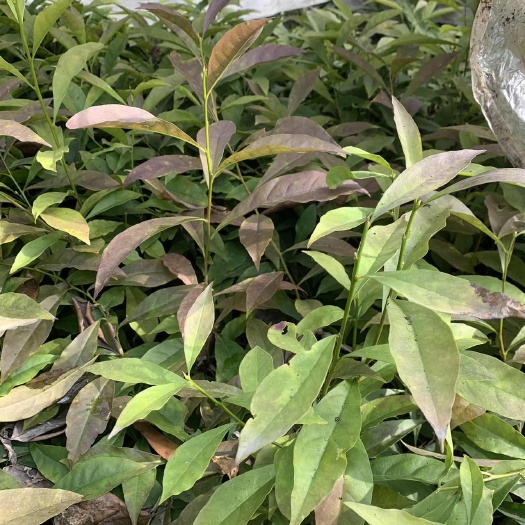 成都茉莉花