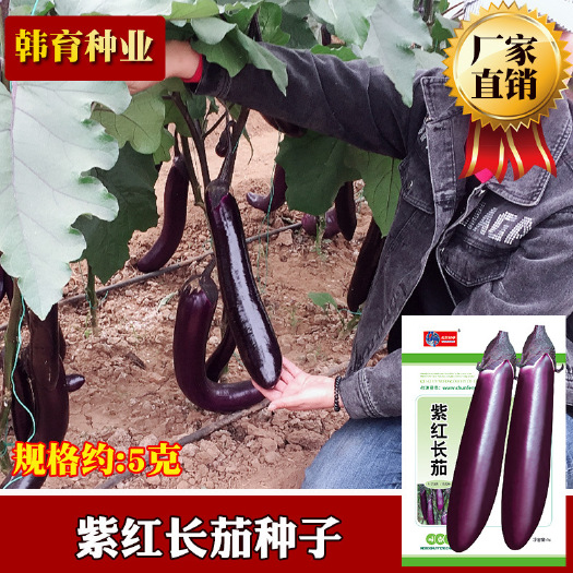 河间市紫红长茄种子丰产四季农田菜园早熟肉质细腻色泽光亮茄子种子