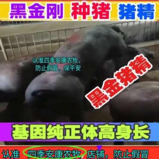 郑州黑金刚猪精纯种正品当天采集质检后活力满满顺丰快递包邮全国