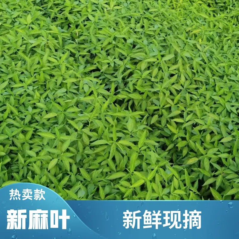 潮汕特产 新鲜脱水麻叶菜 半成品 杂咸 （新麻仔）种植地批发