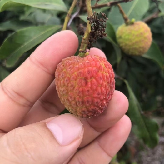 钦州荔枝柠檬批发