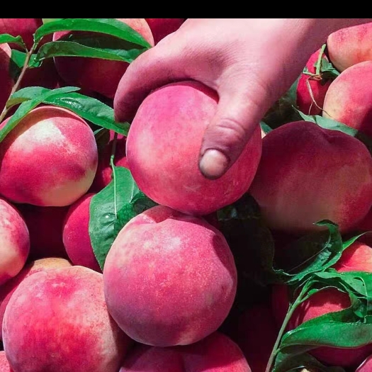 临沂蒙阴桃