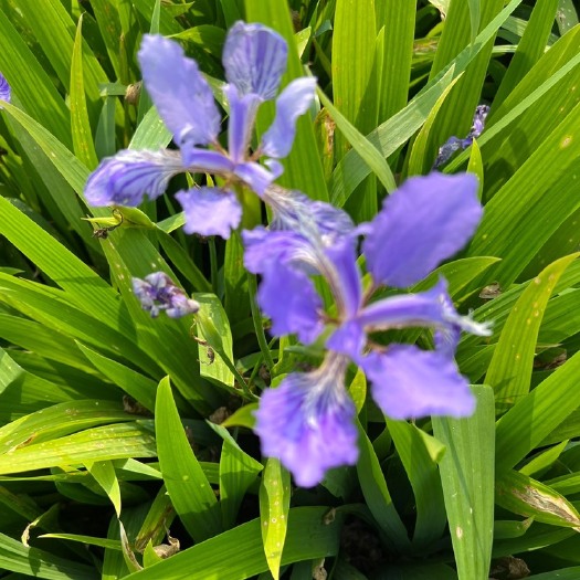 襄樊鸢尾