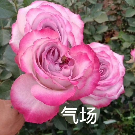 基地直供【气场】大花月季小苗裸根扦插苗庭院阳台绿植四季开花