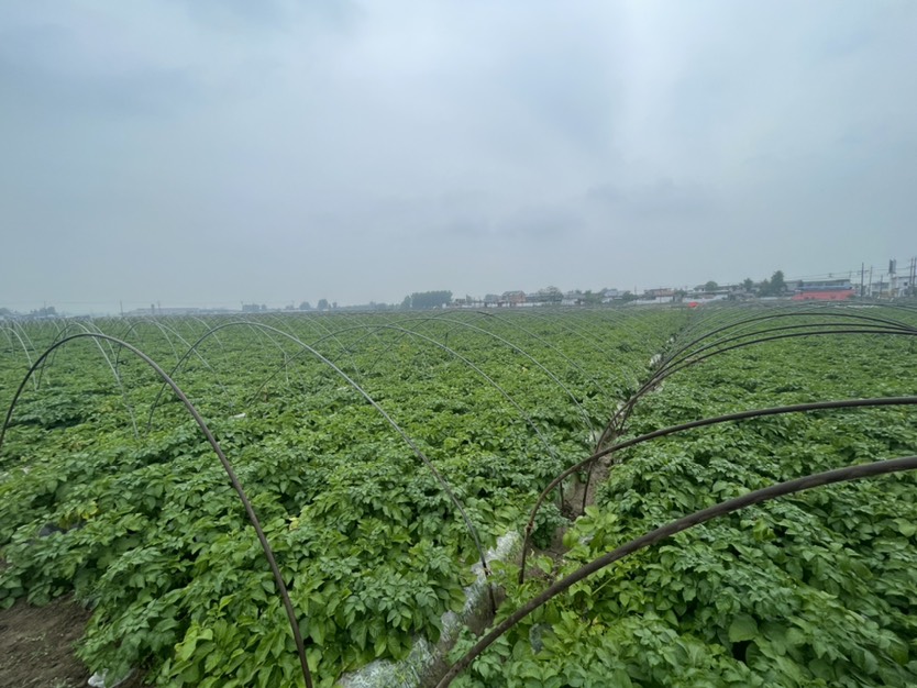 荷兰十五号土豆，新土豆超市专用，新品土豆个大规格齐全