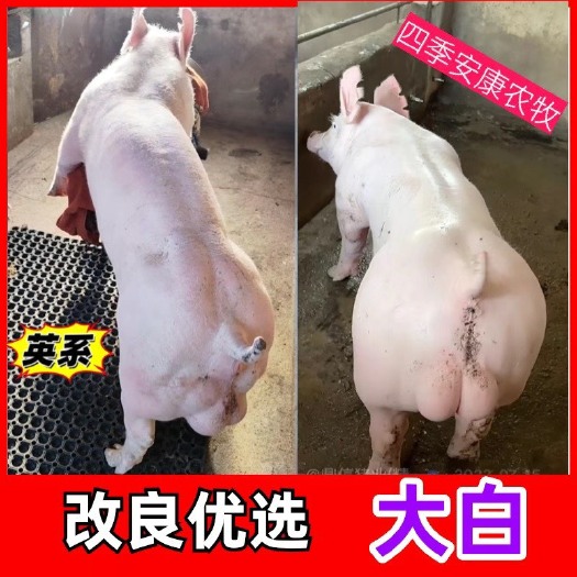 郑州猪精液英系纯种公猪新鲜猪精当天采集当天顺丰发货包邮