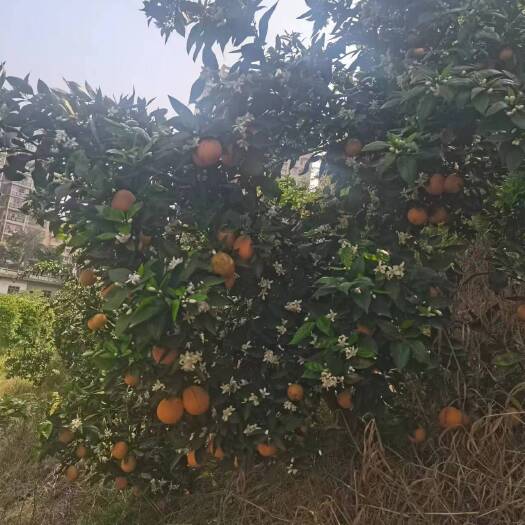 江永县新鲜夏橙