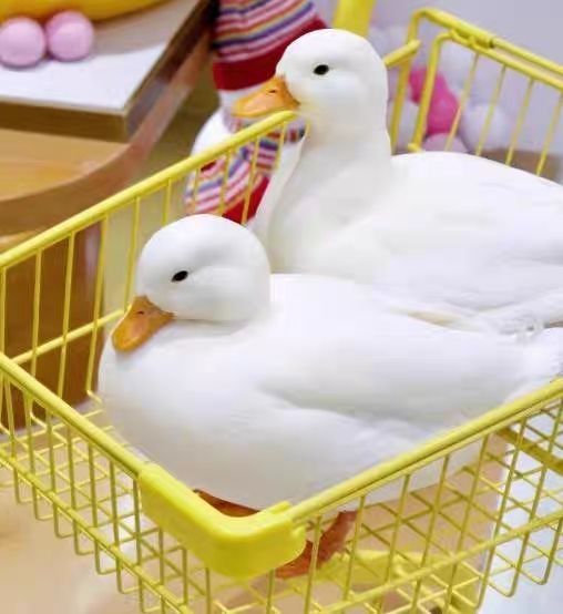 梁山县荷兰柯尔鸭蛋受精蛋可孵化可达鸭科尔鸭宠物鸭幼崽科尔鸭活体