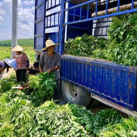 尉氏县自家种植西瓜红苗欢迎前来参观选购