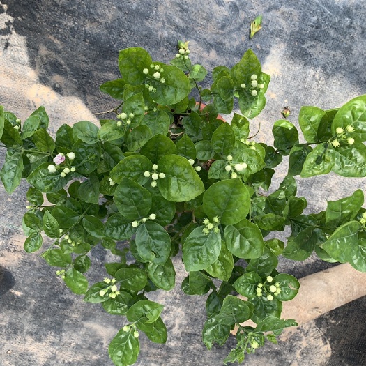 佛山茉莉花盆栽绿植花卉