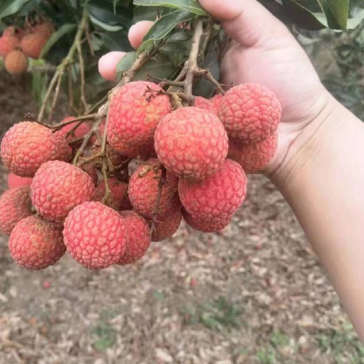 徐闻县白糖罂荔枝