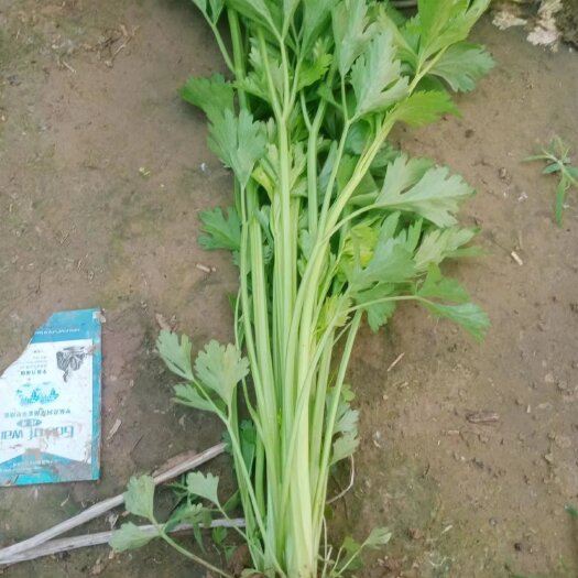 宁陵县香芹  大量香芹上市  鲜货 小香芹 保质保量