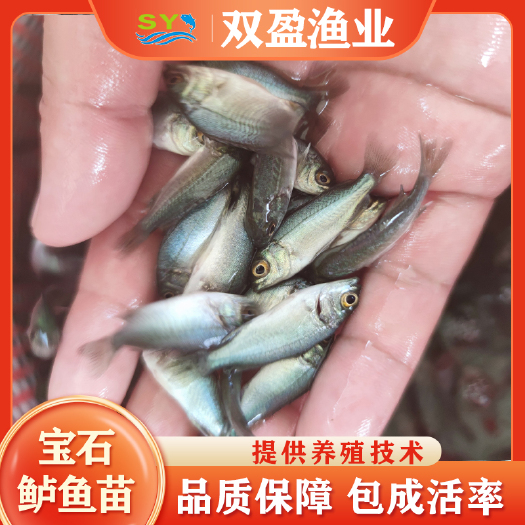 广州苗场直销澳洲宝石鲈鱼苗 宝石斑鱼苗