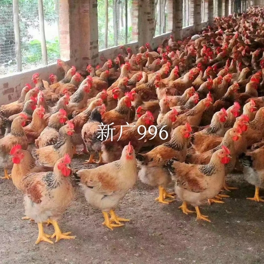 广州新广901鸡苗，升级新广996鸡苗