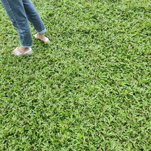 紫金县大叶油草