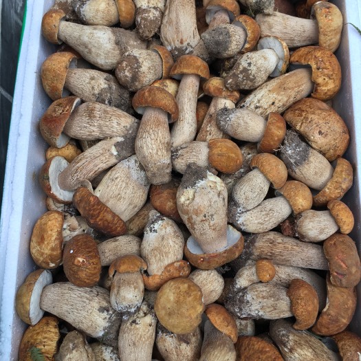 昆明云南野生黄牛肝菌