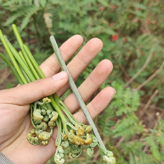 六盘水野生蕨菜