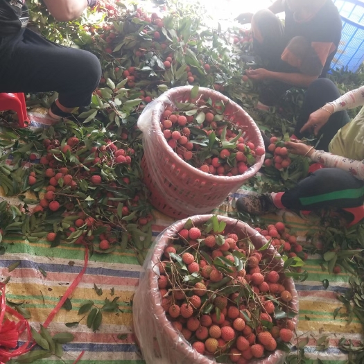 惠州荔枝。桂味