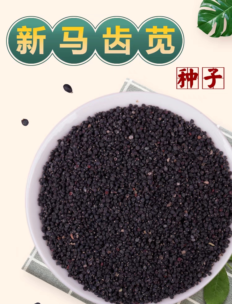 安国市新马齿苋种子野菜长寿菜种籽野生食用野菜马齿苋阳台种植