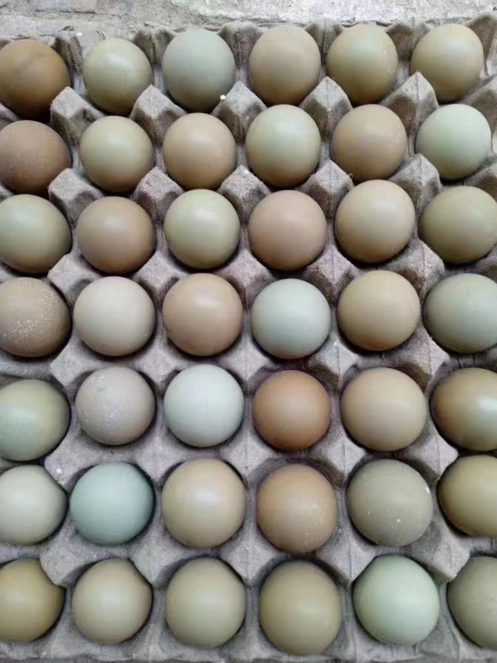 商河县连姐七彩山鸡蛋中码蛋。