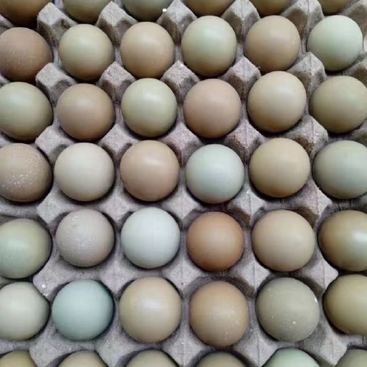 商河县连姐七彩山鸡蛋中码蛋。