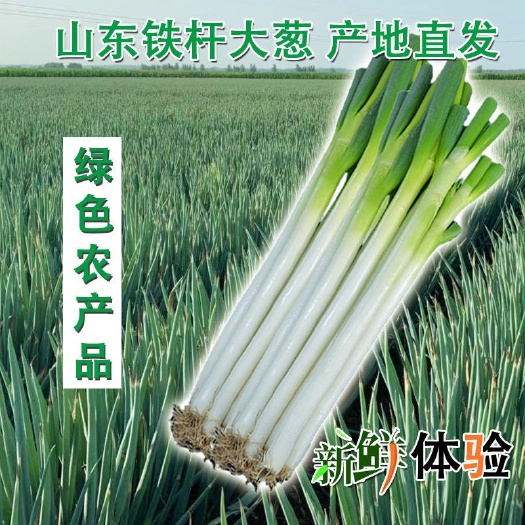 安丘市安丘铁杆大葱去皮裁叶优质货源产地直发35-40长白