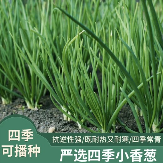 邵东市四季小香葱种子小葱种耐热耐寒易种阳台盆栽蔬菜种子